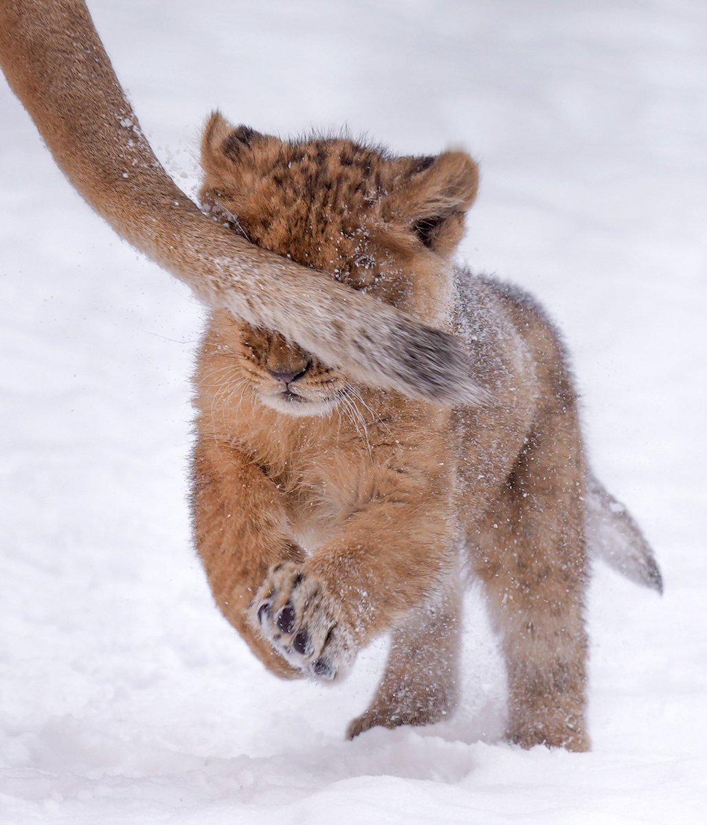 前方注意⚠妈妈的尾巴⚠meme