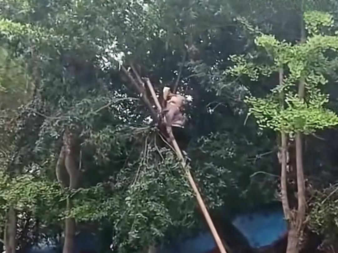 四川射洪人民公园，一位七旬老太太，觉得公园大树的树枝妨碍了自己打羽毛球，二话不说