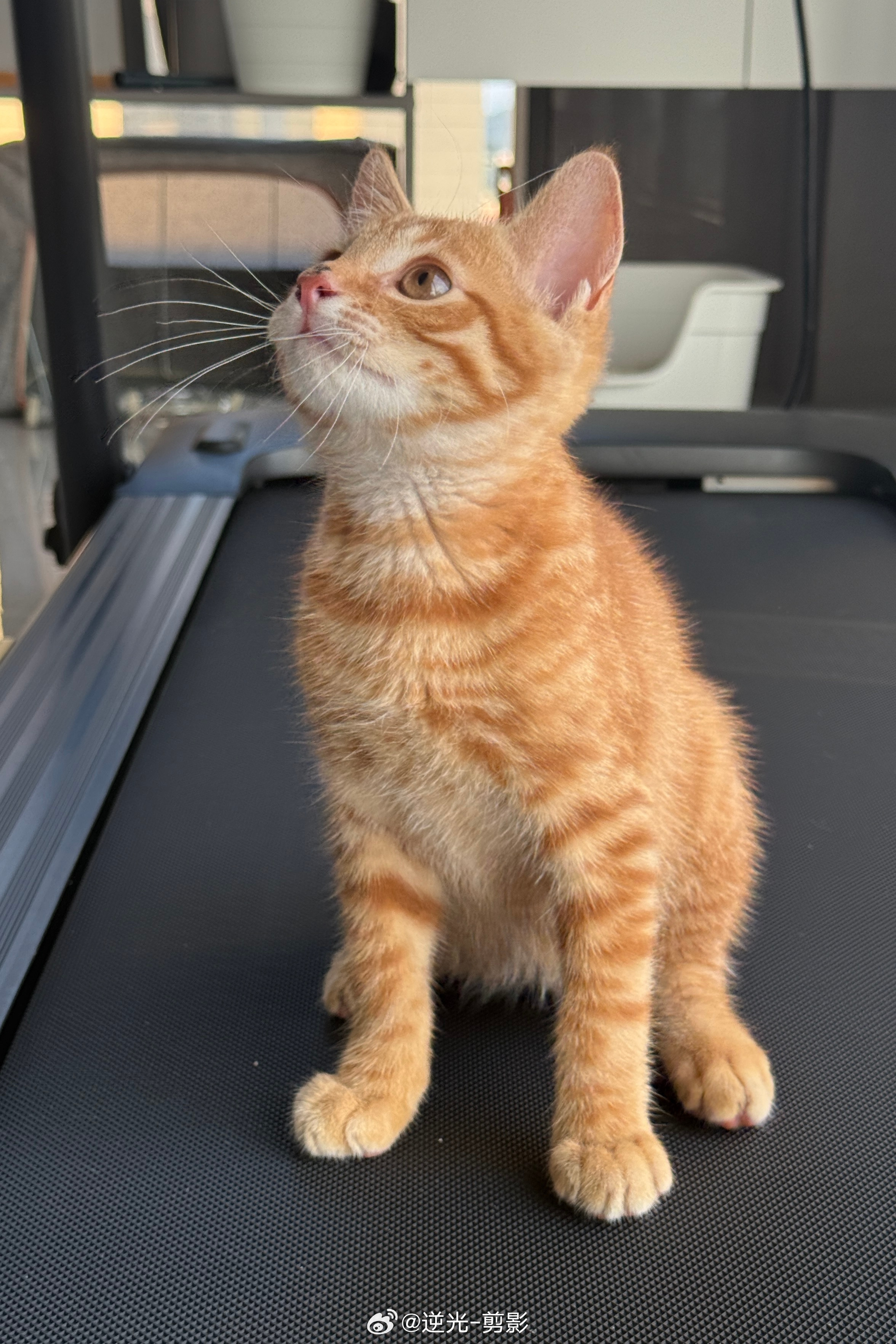小奶猫太活泼啦！！