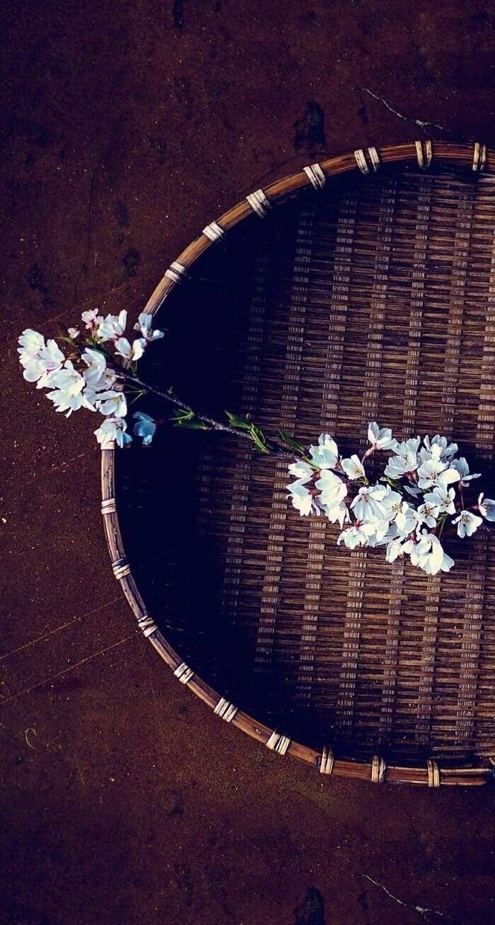 立春【今日立春】《春天又来了》去年的春天我更新了十亿个大脑的神经元映入眼帘的春花