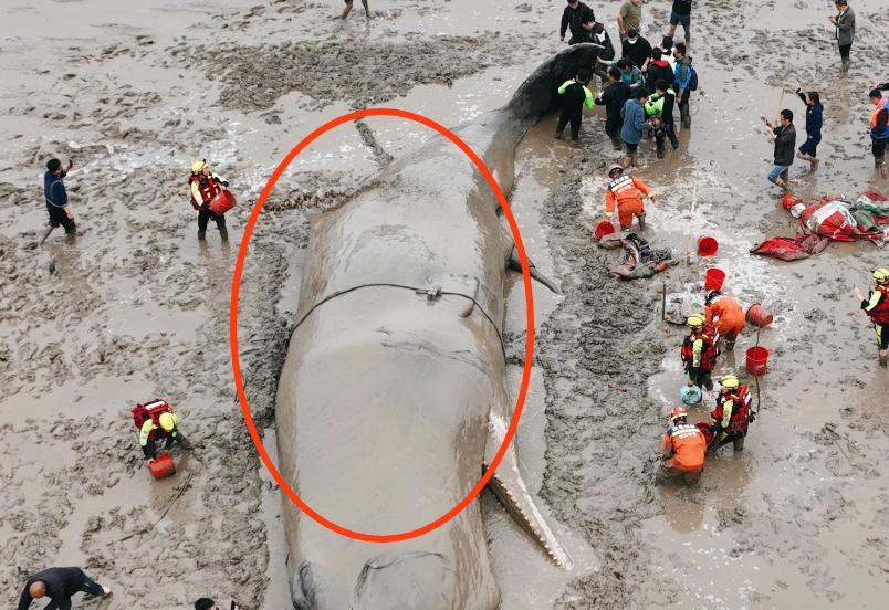 鲸是生活在海洋中的哺乳动物，是世界上存在的哺乳动物中体形最大的，不属于鱼类。