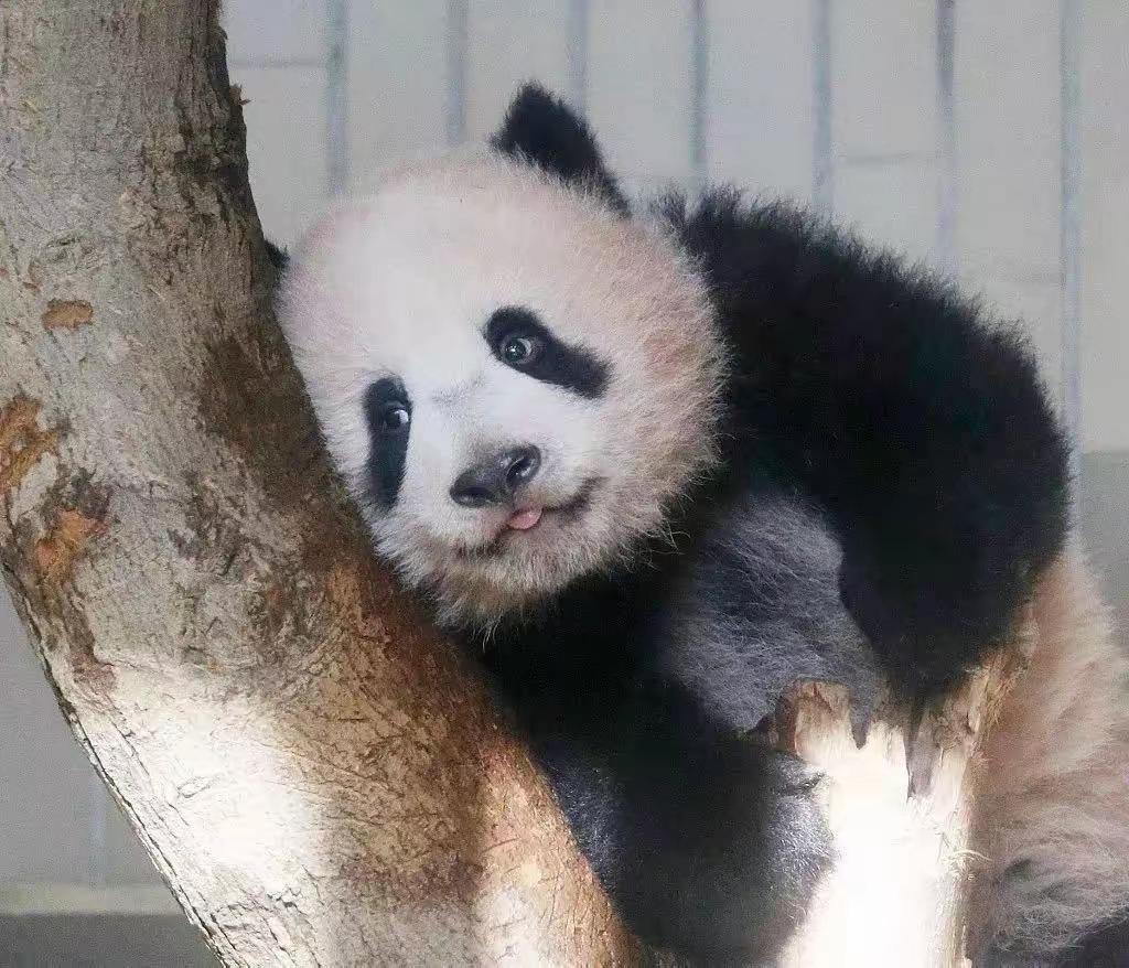 最后关头，高市政府通告中国，希望送回大熊猫，中方误判了日本？关于您提到的“高市