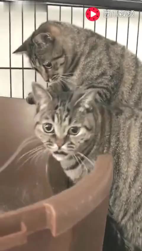 【看金鱼】猫猫搞笑视频: 公鸡斗猫,谁赢?_标清