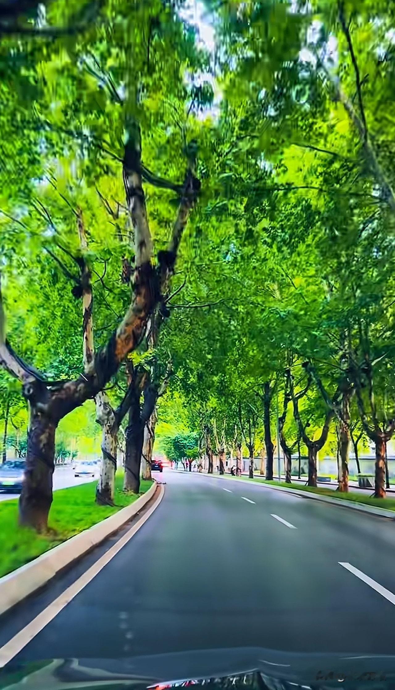 当汽车驶入西安的一刻，首先让我震撼的竟然是西安的绿化！西安的绿化，放眼整个北方，