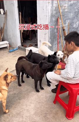 四狗围观吃播，口水直流三千尺，就等掉渣那一口！