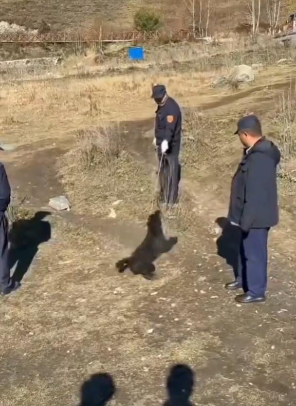 新疆，一段保安粗暴拖拽流浪狗的视频引爆网络。视频显示，游客在卧龙湾观景台附近看到