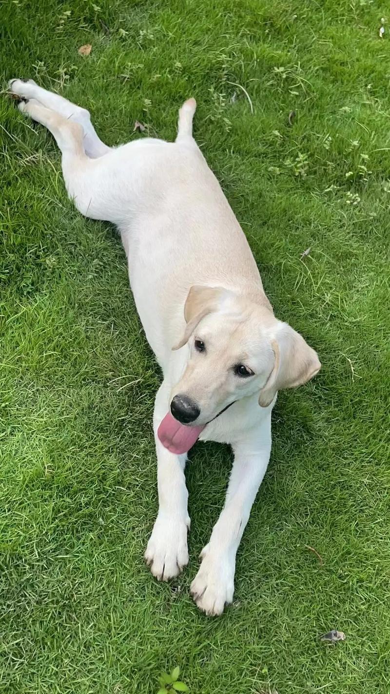 机会来了，找到这条狗就挣60万元[吃瓜]2月19日，广东省惠州市一家宠物科