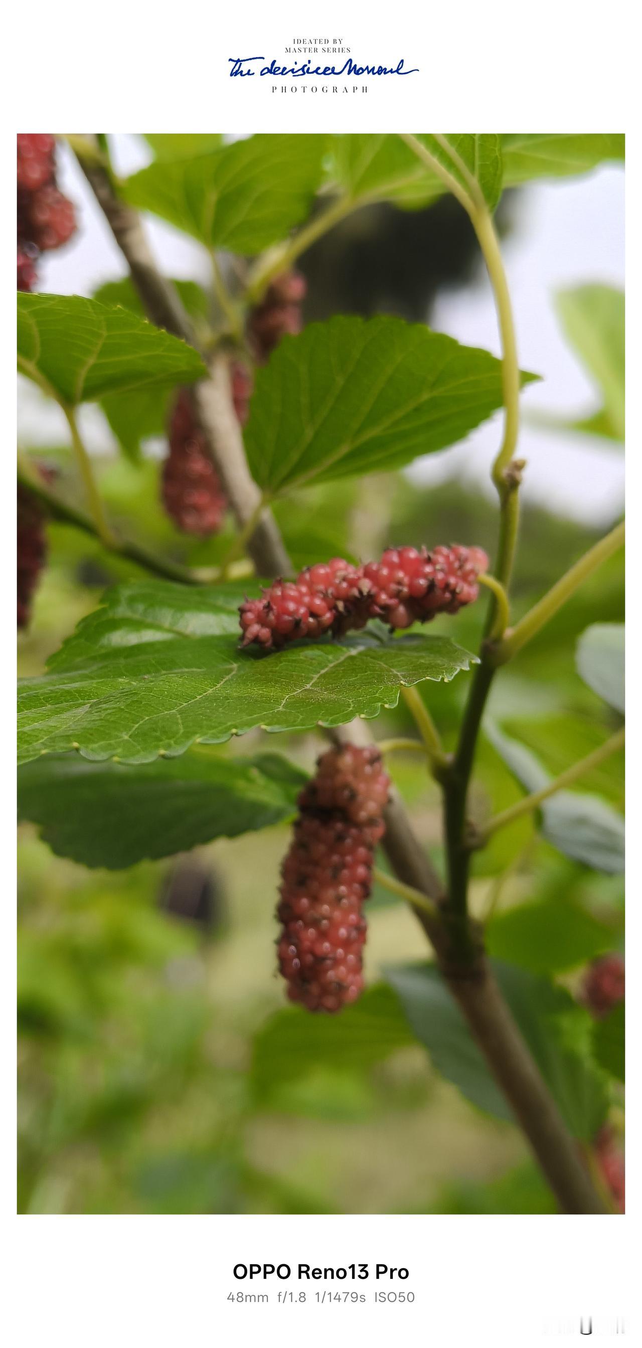 老家路边的野桑葚，甜了整个童年📍资阳市雁江区八粮堰今年在农村老家待的时