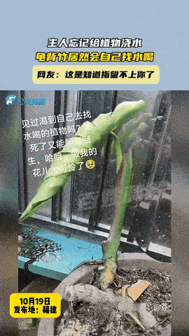 10月19日报道，福建一女子忘记给植物龟背竹浇水，本以为它死定了！没想到，回来一