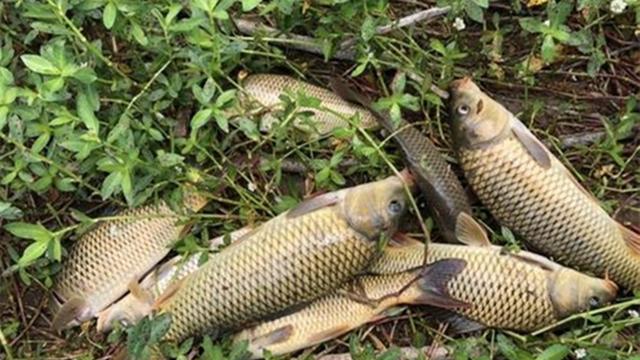 野钓鲤鱼, 4大法宝”级招数, 狂拉大鲤没难度