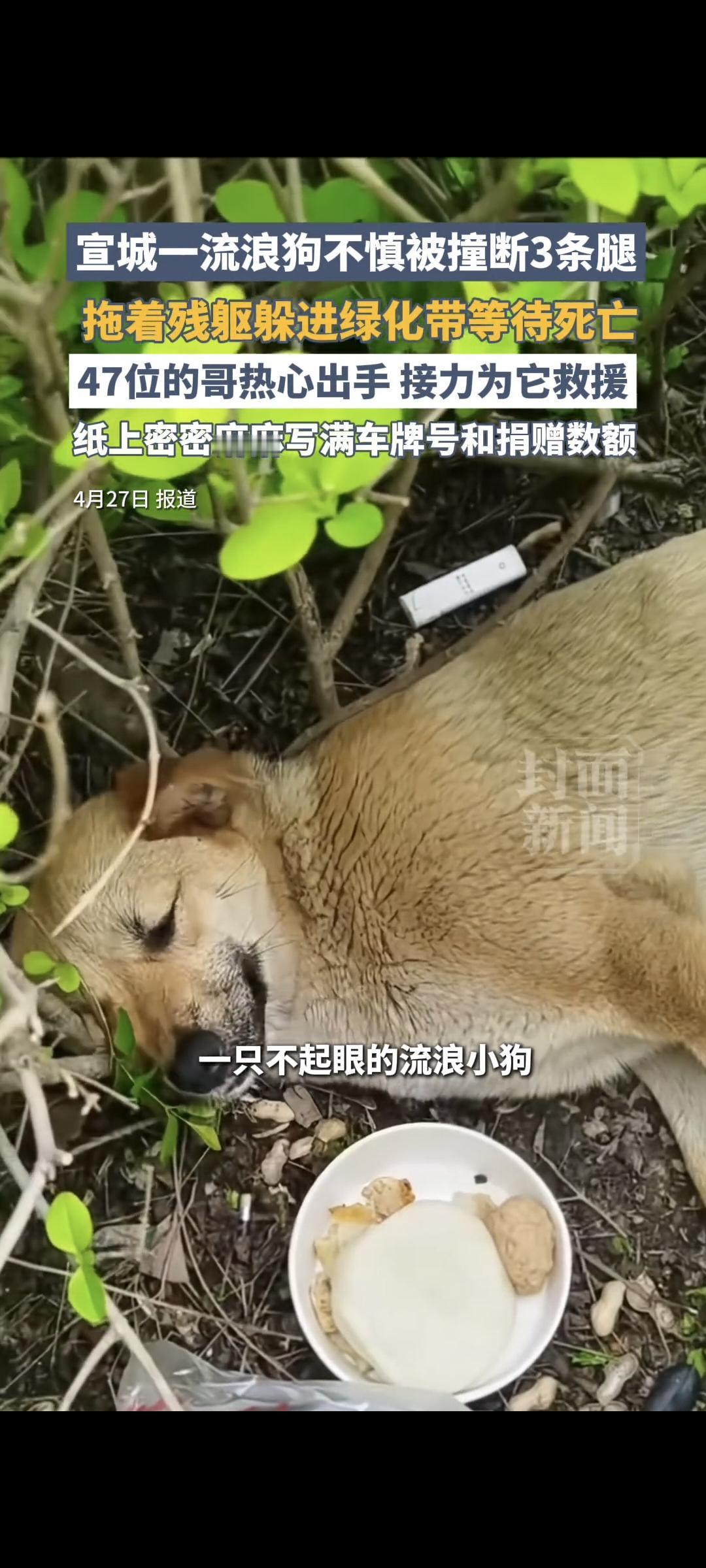 “暖了一座城！”凌晨的宣城高铁站，流浪狗“黄站长”被撞断三条腿，蜷缩草丛等死。4