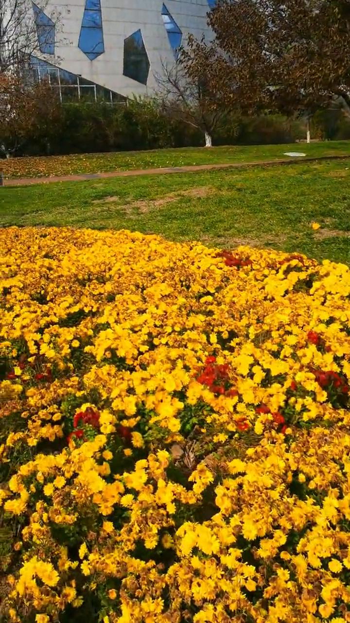 我问秋风何时愁，秋风笑我何时忧。不过红尘一过客，何苦泯春又悲秋。且随落叶寻青去，