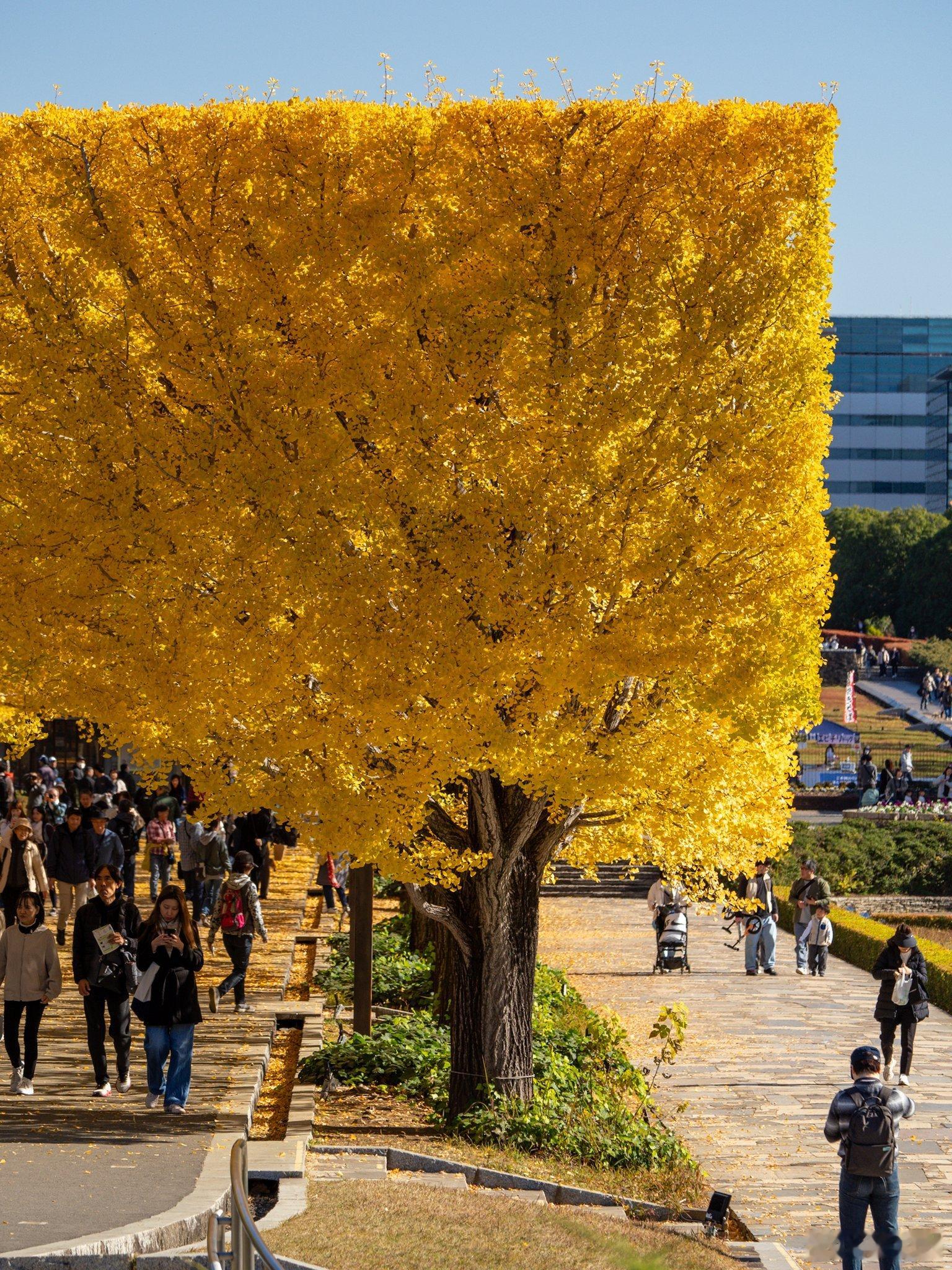 日本一公园银杏树被修剪成平头