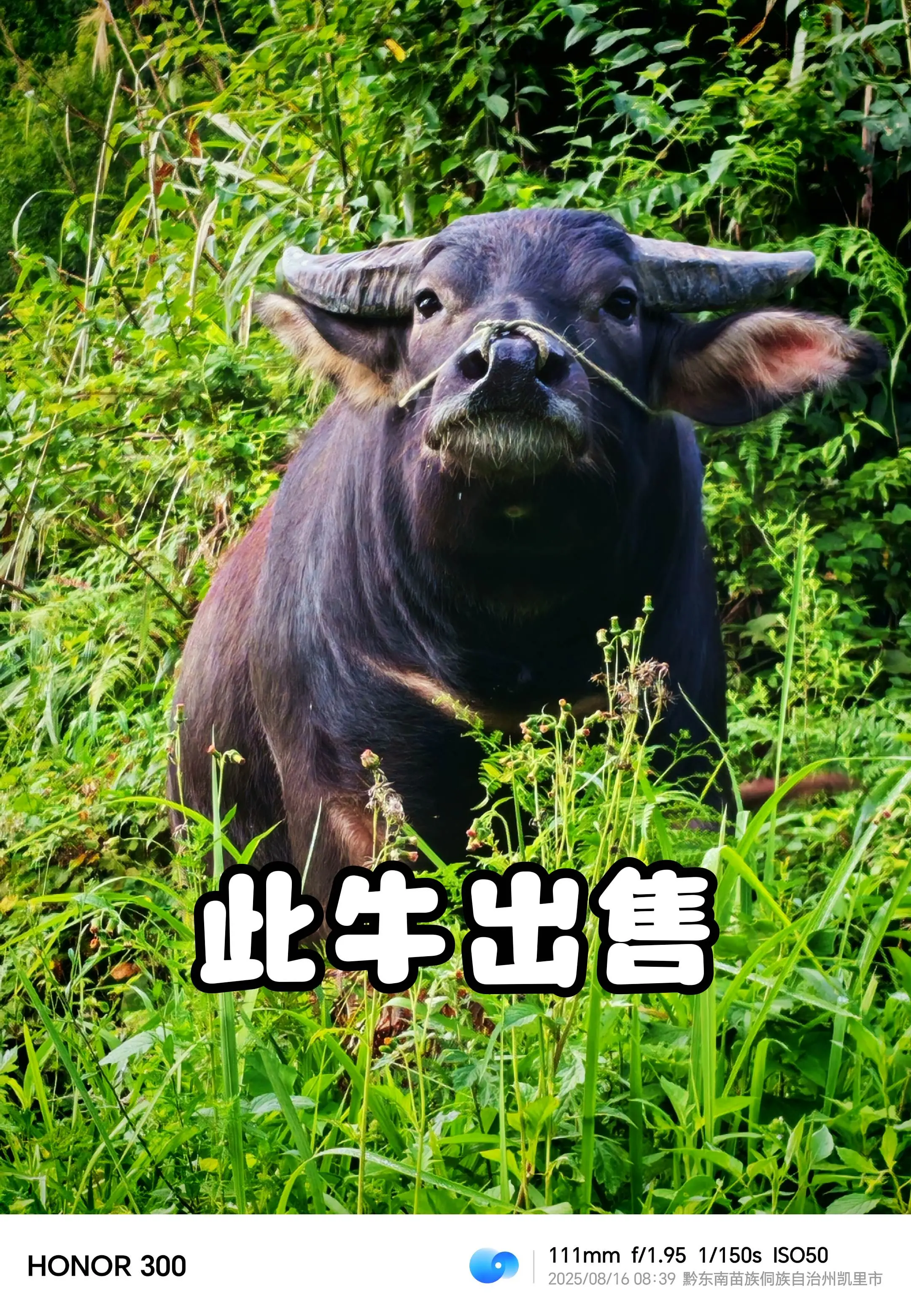出售 ，六牙，五大线。1460