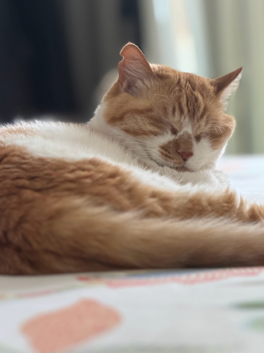 专家说小猫上床是不脏的专家这话真的说到养猫人的心坎里了！谁没被家里长辈念叨过“