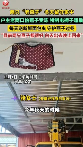 河北，两只“老燕子”无力南飞，留户主家过冬。没想到，户主老两口给两只燕子买了