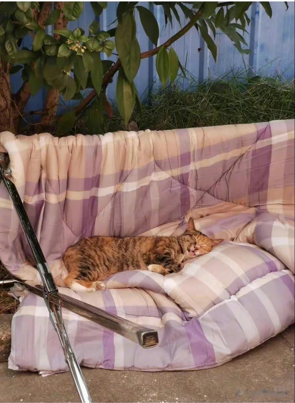 谁家给送的被子？太及时了。大橘吃饱了正想睡觉的时候发现已经有人给它铺好了被子，窝