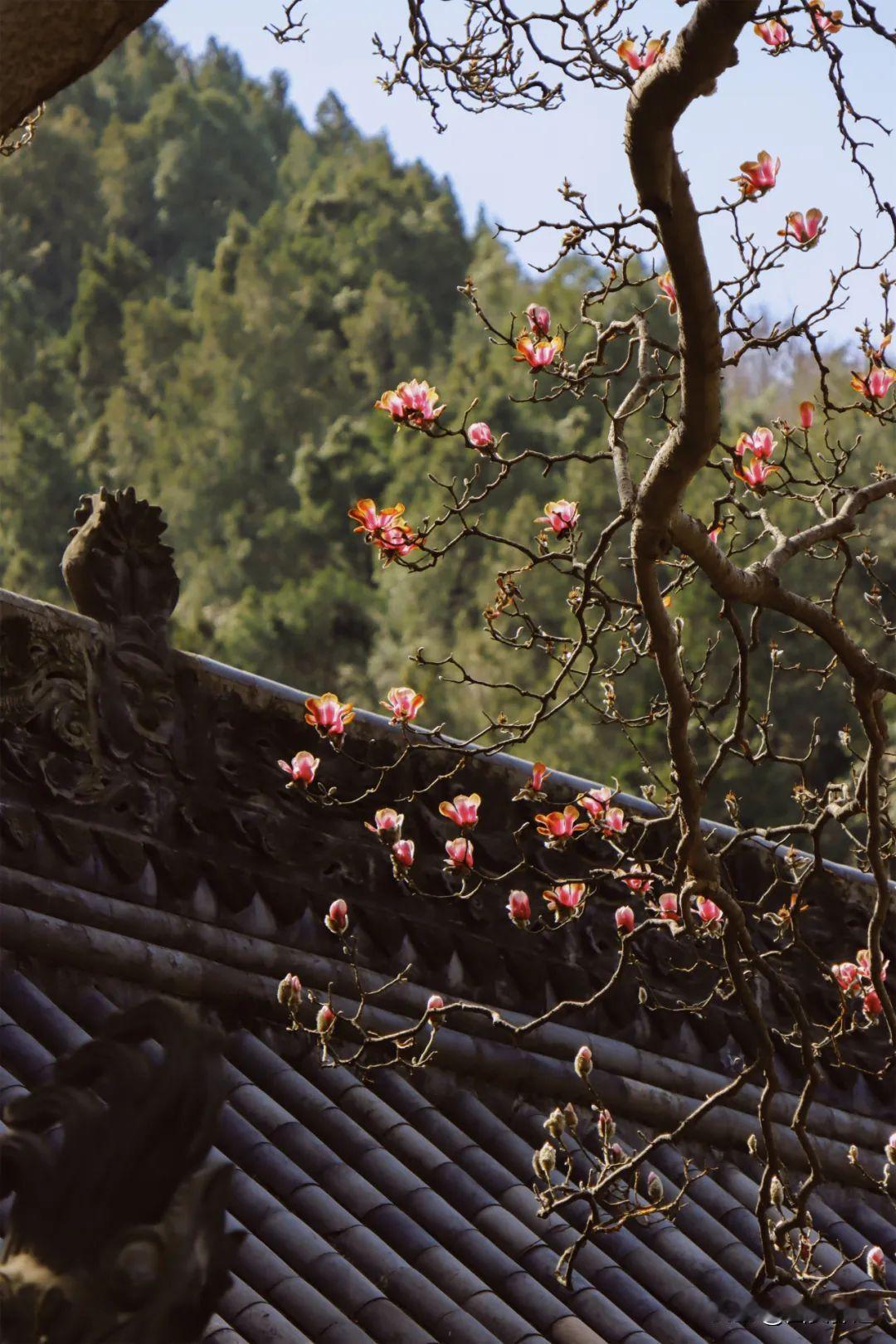 实拍｜西安公交直达！秦岭秘境里的仙气玉兰，已盛放！🌸🌸🌸气温一天比一天高