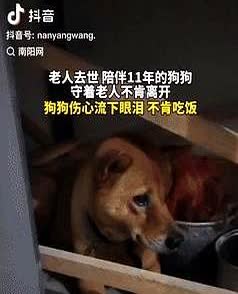 “泪崩了！”广东阳江，一老人去世后，陪伴11年的狗狗守着老人不愿离开，孙女去查看