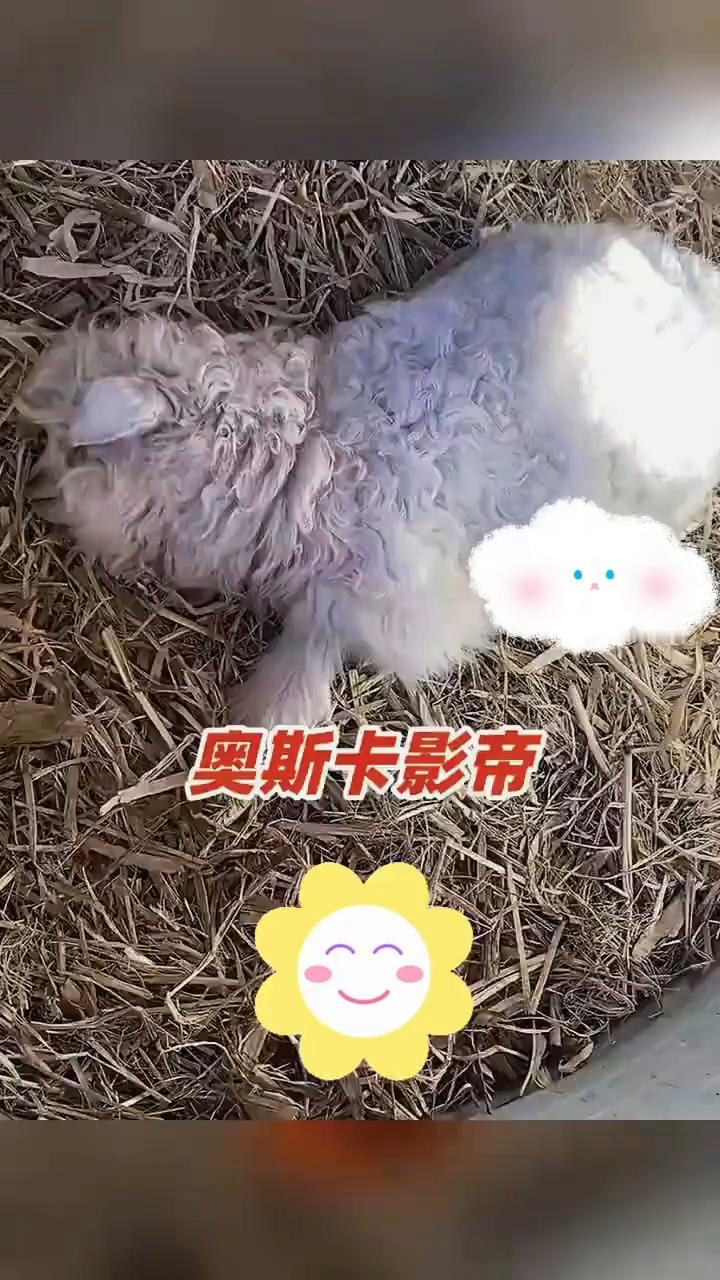 奥斯卡影帝会装死的小羊凭实力把自己演成滞销品。来源：AHTV第一时间。看到大