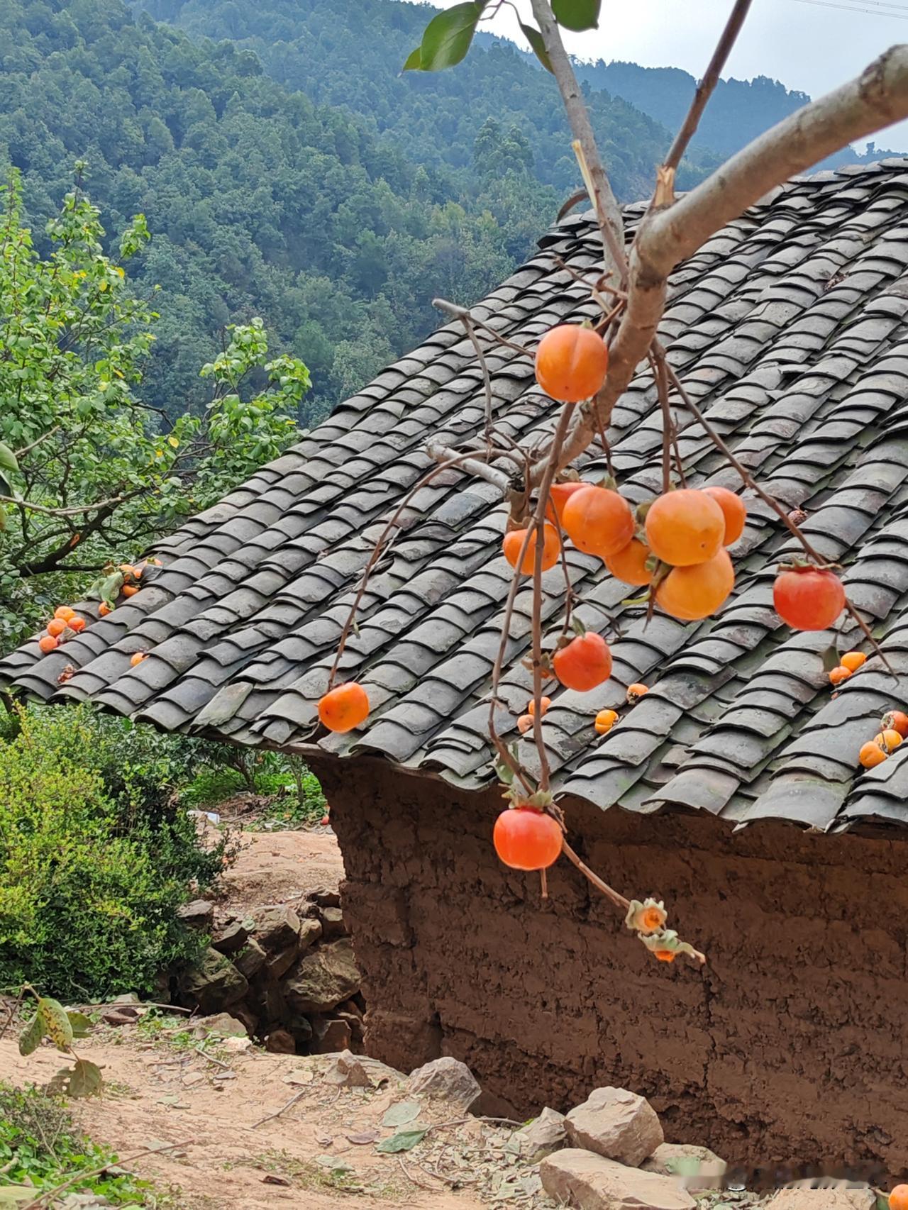 每到冬天，农村田间地头、房前屋后总有一些柿子挂在枝头无人采摘，给寒冷冬日添了暖色