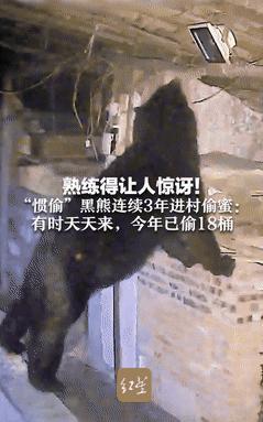“熊出没诚不欺我！”四川，大爷连着3年被黑熊偷蜜，今年又偷18桶！不料，大爷一句