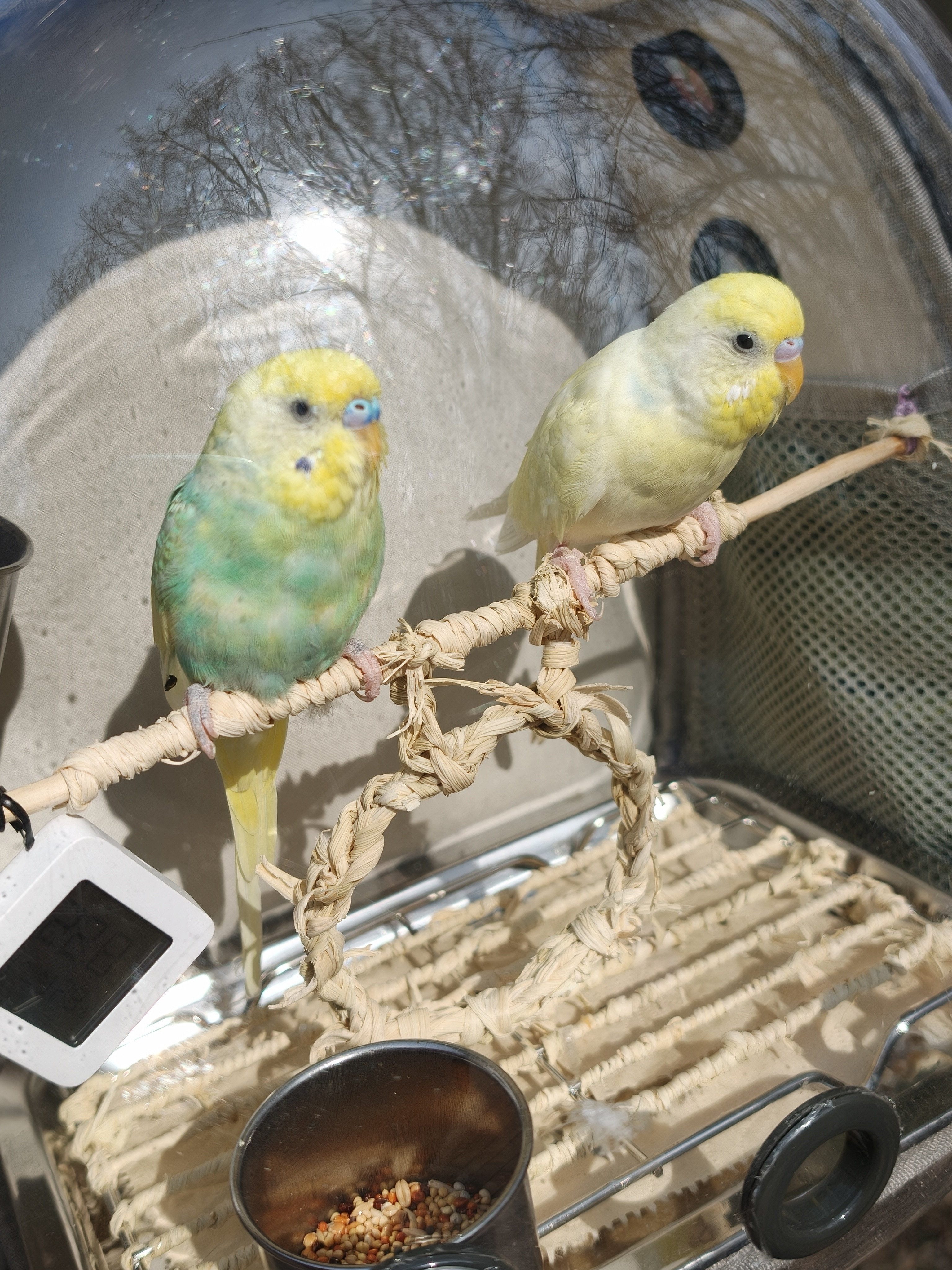 虽然外面还是光秃秃一片，不过气温还算凑合，带鹦鹉小蓝和布丁出来转转。小蓝这两天