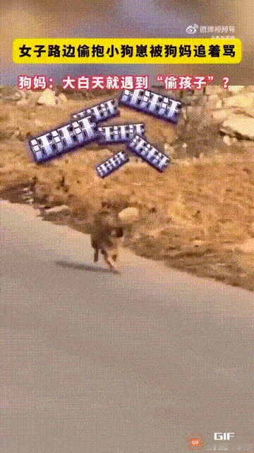 笑不活了！山东两只大狗带着小狗在路上散步，一名女子看狗爸爸跑远了，于是就上前去逗