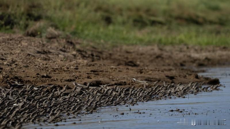 世界上最小的蜥蜴是雅拉瓜壁虎。它小到超乎想象，体长只有约1.6厘米，甚至还没有人