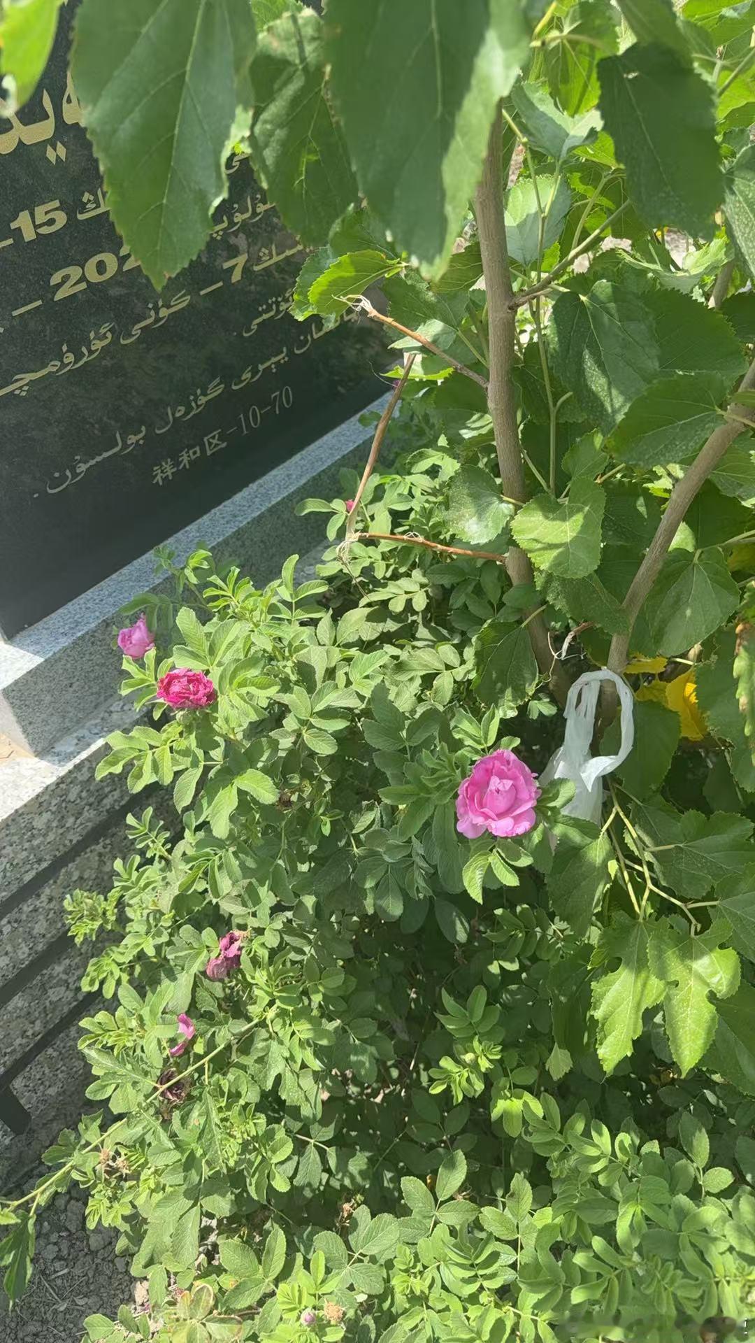节日快乐开花咯
