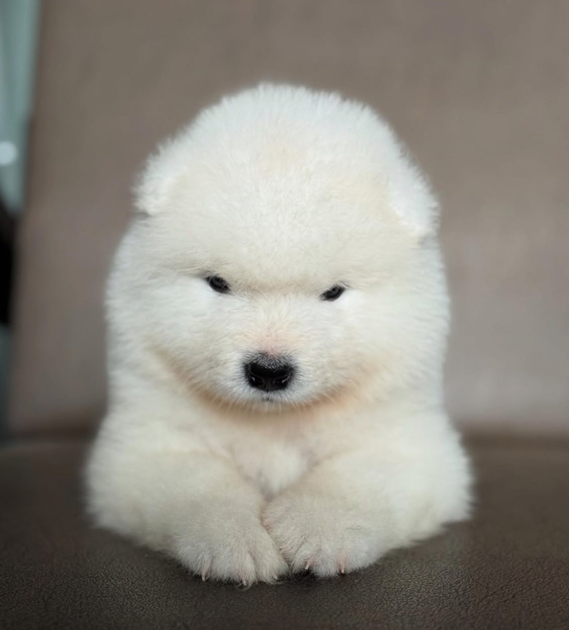 开学第一天被老师安排在了第一排的萨摩耶：生气！凭什么！