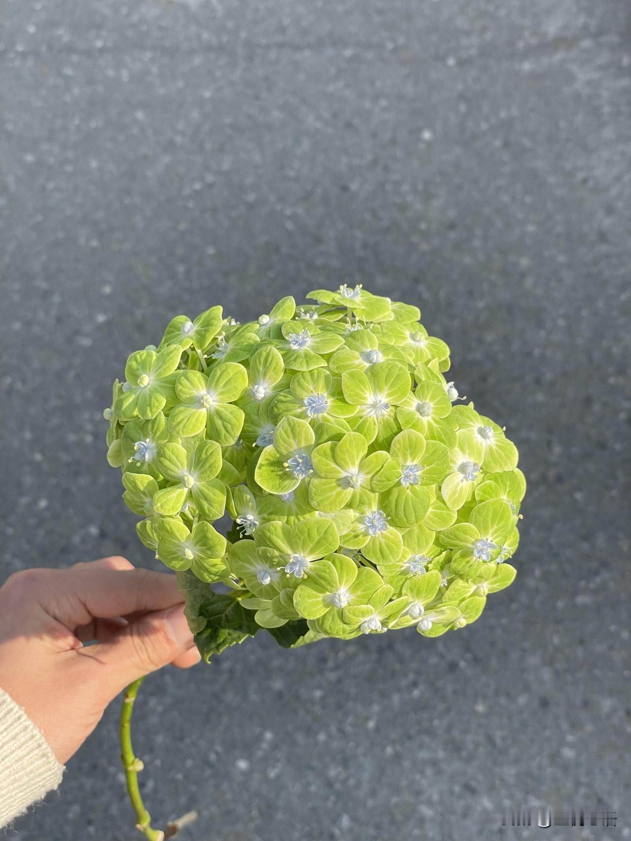 过年回家发现一个扎心的现实，年轻姑娘选对象，总爱钻牛角尖。眼里只认拼命打拼的