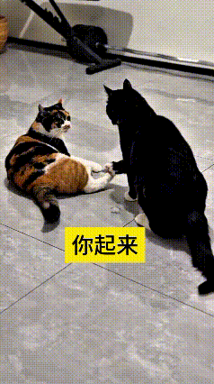 这个视频我看了好几遍，实在是太搞笑了。花猫安安稳稳趴在地上，过得悠闲自在。黑猫走
