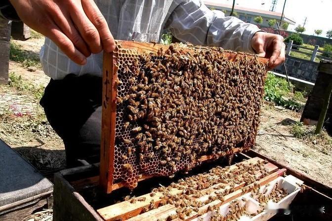 有人问，给蜜蜂喂白糖水来造出假蜂蜜这事靠谱吗？其实啊，用糖水造假和给蜜蜂喝点