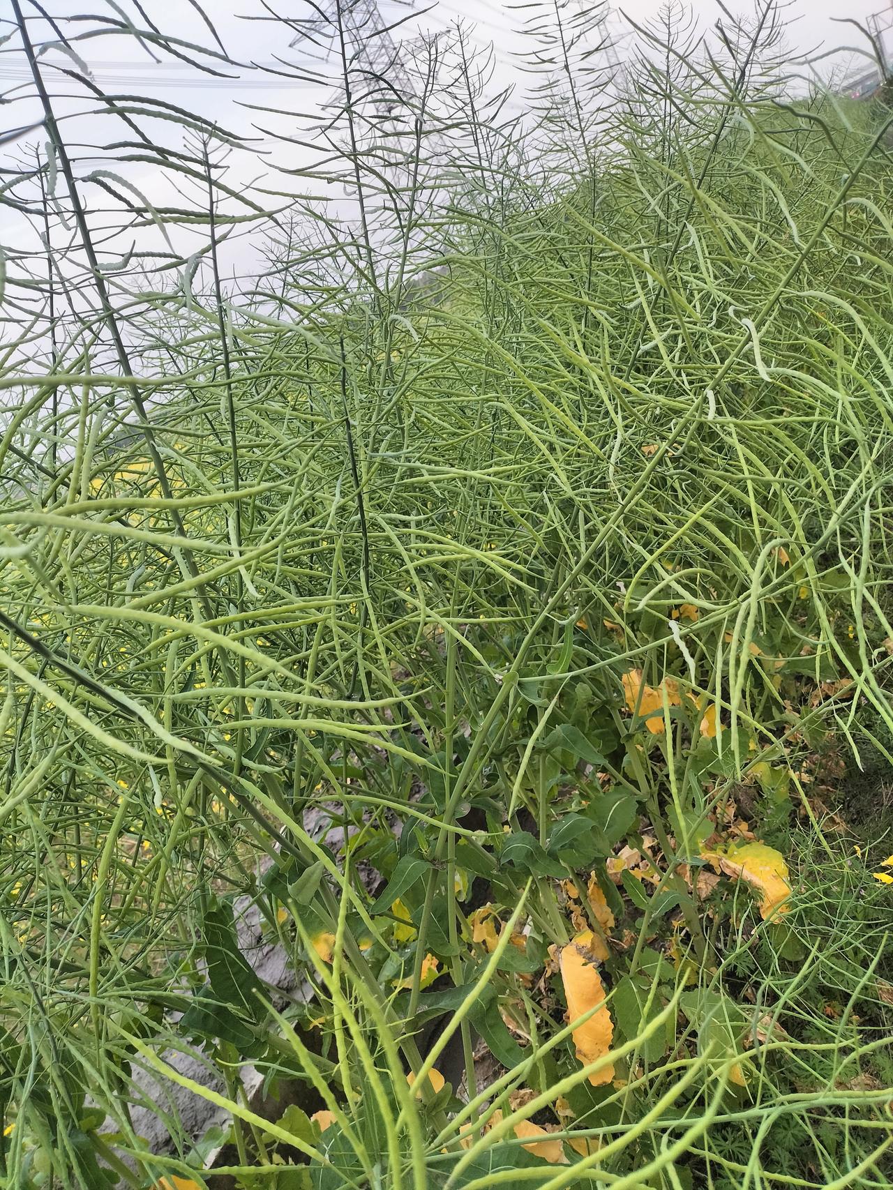 翠绿的油菜壳子，颗粒饱满，预示着丰收油菜熟呢菜苔籽