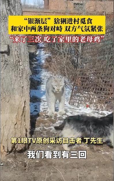 猞猁进村偷鸡被喊“咪咪“人畜无害的“大猫“差点要了命银渐层大猫进村偷鸡，村