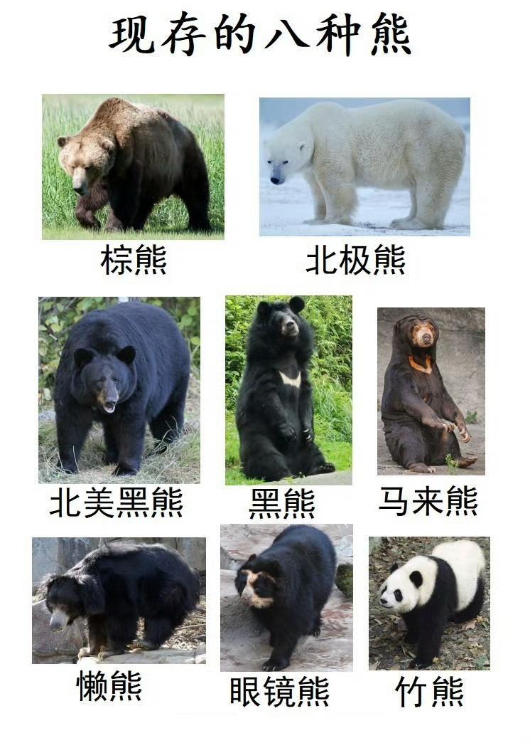 熊科动物在演化上非常成功，它们起源于犬型类祖先，适应多样生境，从北极冰原、温带森