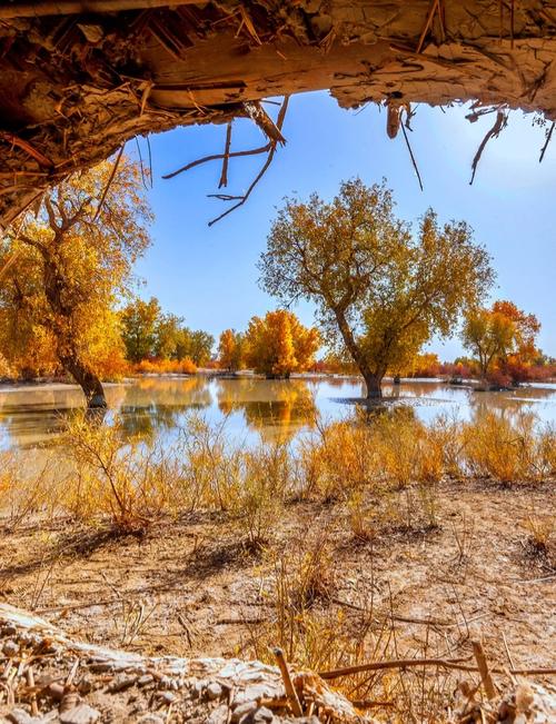 新疆旅游，南疆胡杨林美景打卡攻略！