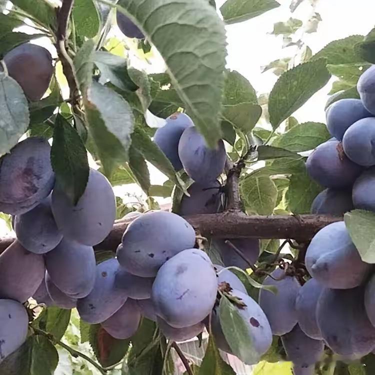 今年西梅价格连收购商也始料未及。交了定金收购商也跑路了。这几年西梅种植发展太快