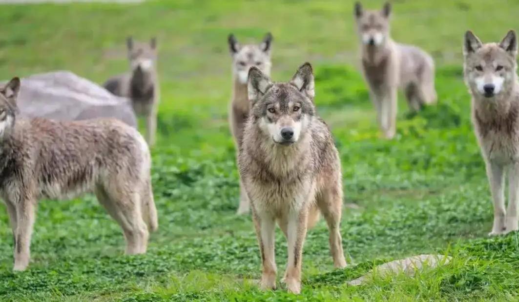 在青藏高原上，几只灰狼悄悄潜入了牧民营地，被六只藏獒发现并围攻。尘土扬起来的