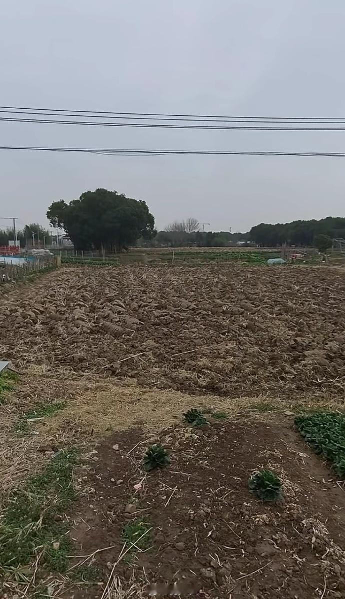 上海迪士尼旁边就长这样，去过的嘴真严啊