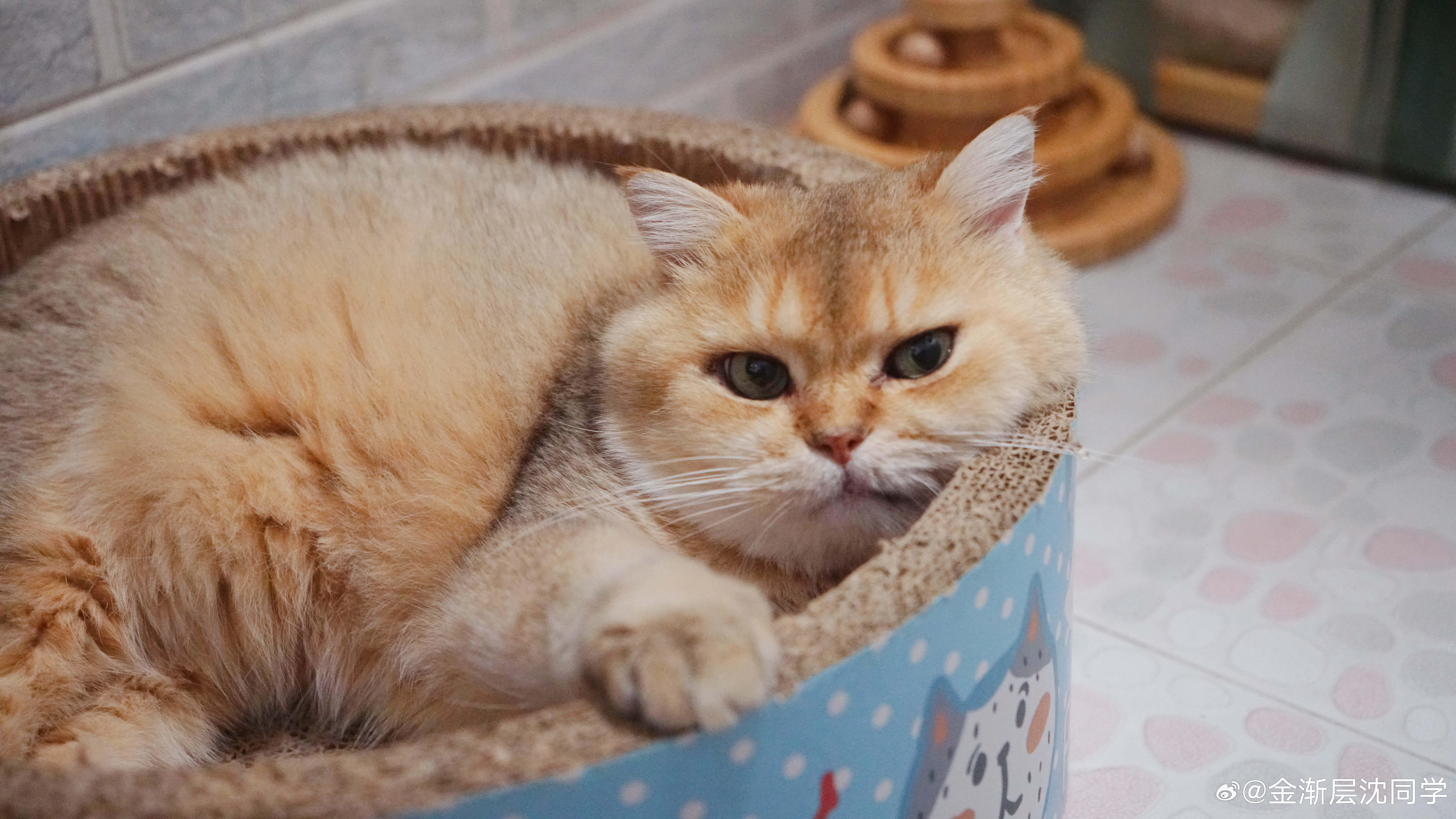 小奶猫你敢呲牙？萌宠猫咪​​​