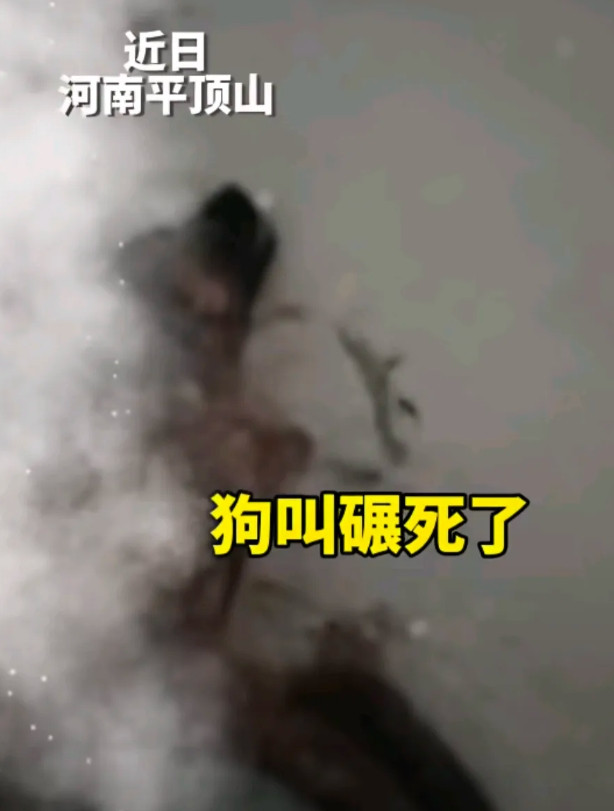 河南平顶山一位大哥的狗被车撞死了，他来问谁开的车。司机说:我撞得你说多