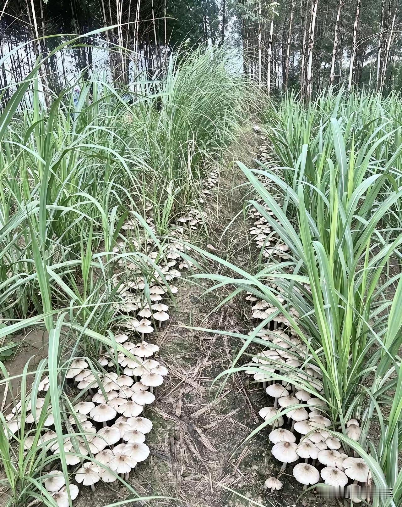 广西贵港一村民，去自家甘蔗地拔草，没想到在田埂上，撞见一大片野生蘑菇，密密麻麻排