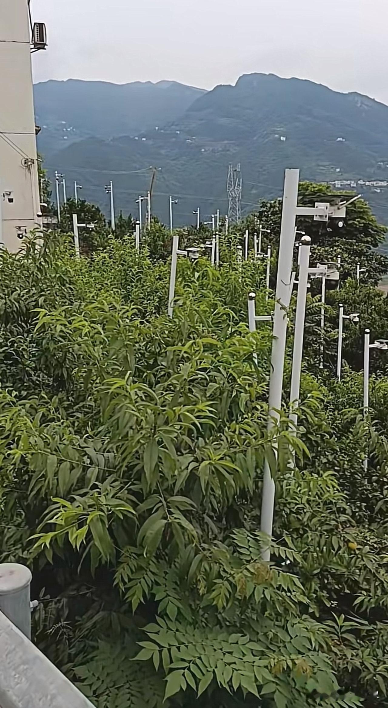 果园里的监控[捂脸哭]一棵一眼[墨镜]
