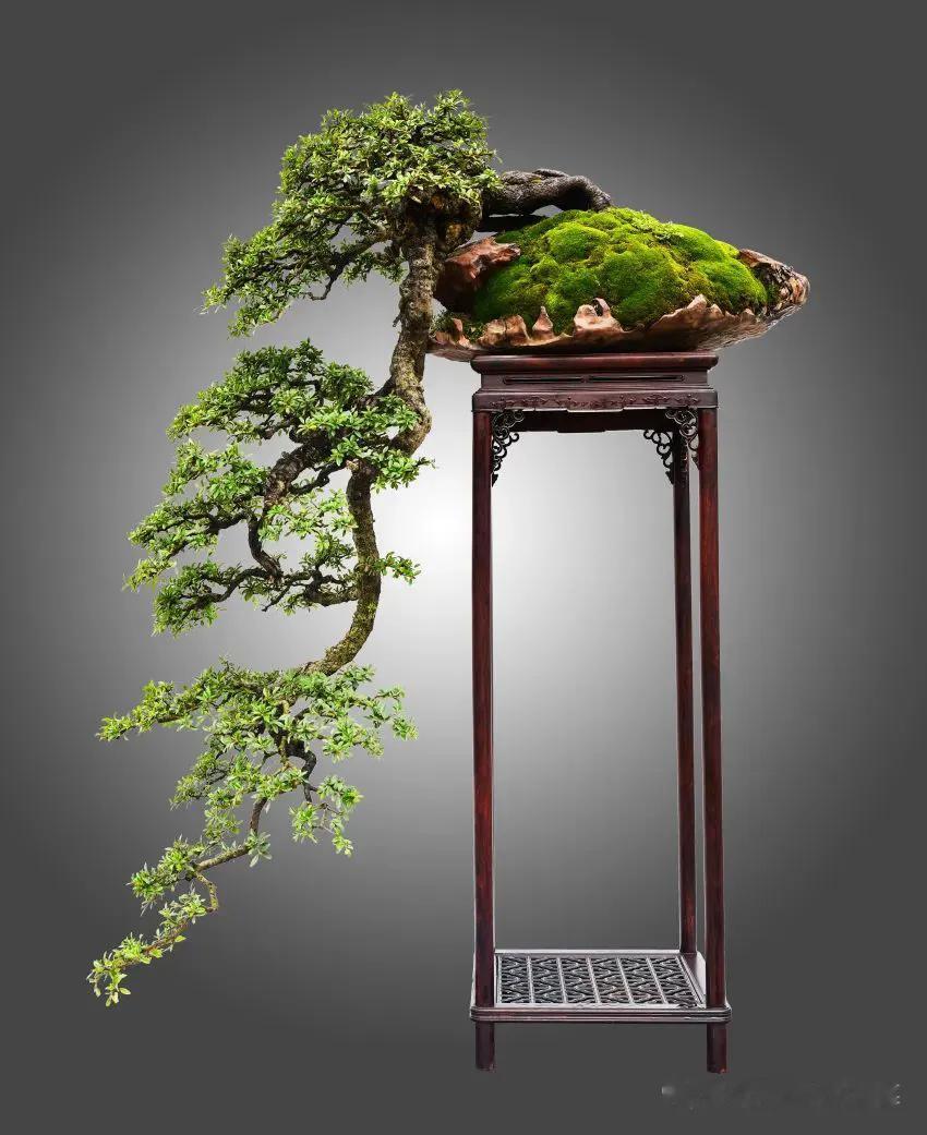 玩盆景，要是没有深厚的文化功底，还真不行。可是，即使你有了深厚的文化功底，即
