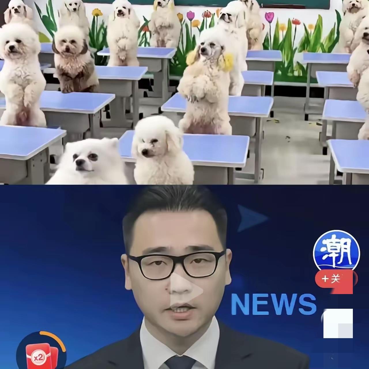 果然很上海，人不够，狗来凑，现实比段子还精彩！少子化带来幼儿园关停潮，上海