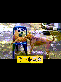我看了好几遍这个视频，真是给我笑的停不下来。小猫安安稳稳卧在塑料椅子上面，这条狗