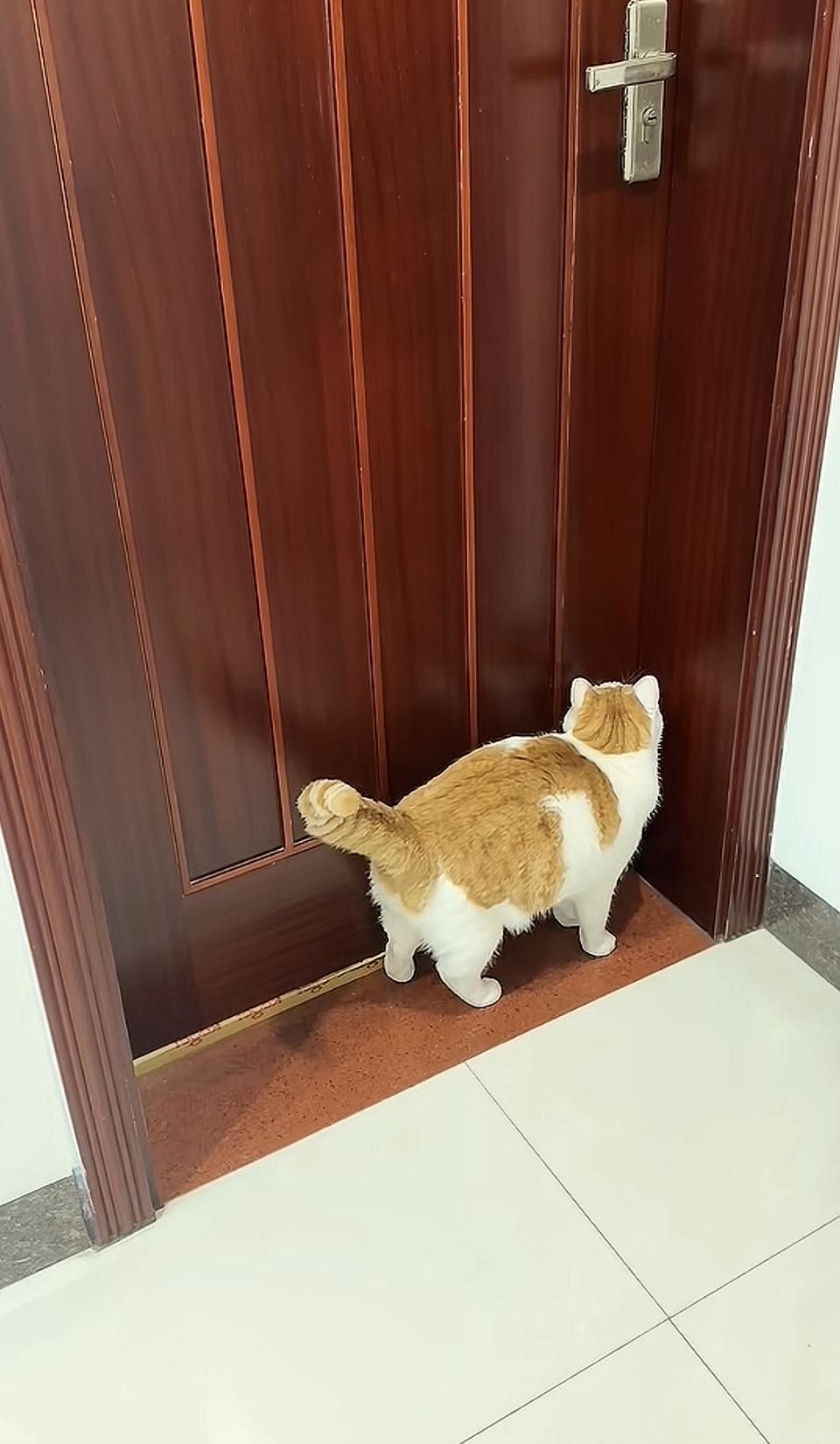 小猫的好奇心总是爆棚！就像那只在核酸检测窗口探头的小猫，人潮退去后，它冲着窗口探