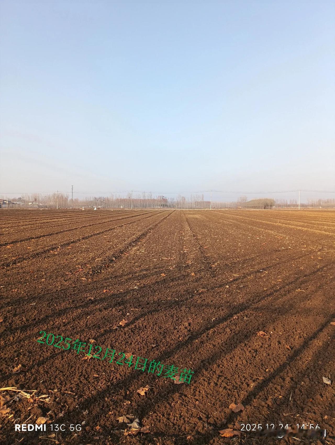 12月底刚开始出苗的麦子还能高产吗？11月20日耩的麦子，今天（12月24日）